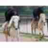 Смішне фото  про ведмедів