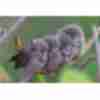 Смішне фото про птахів