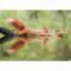 Смішне фото про білку та горіхи
